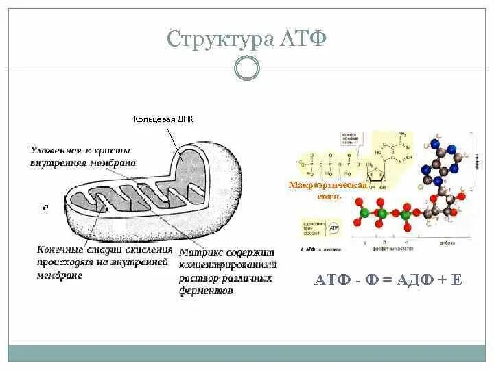 Атмитохондрии строение. Синтез АТФ В митохондрии клетки схема. Строение клетки АТФ. АТФ синтаза в митохондрии.
