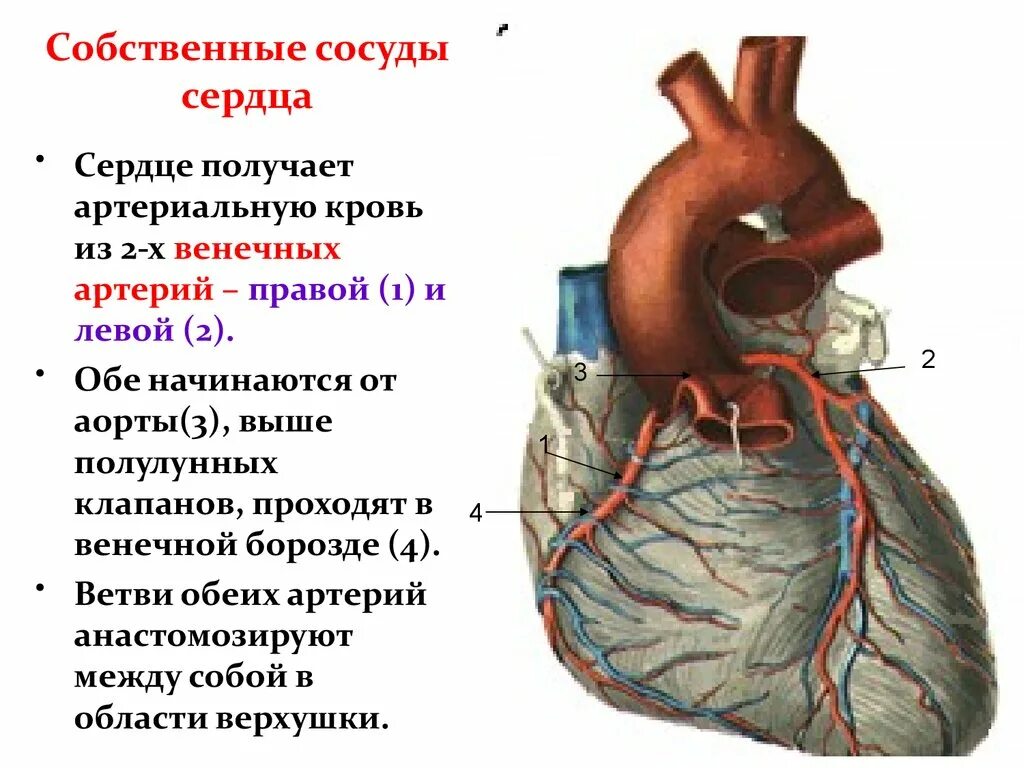 Сердечные артерии и вены. Венечные артерии сердца анатомия. Собственные сосуды сердца(коронарные,венечные). Сосуды питающие сердце коронарные. Сосуды сердца с артериальной кровью.