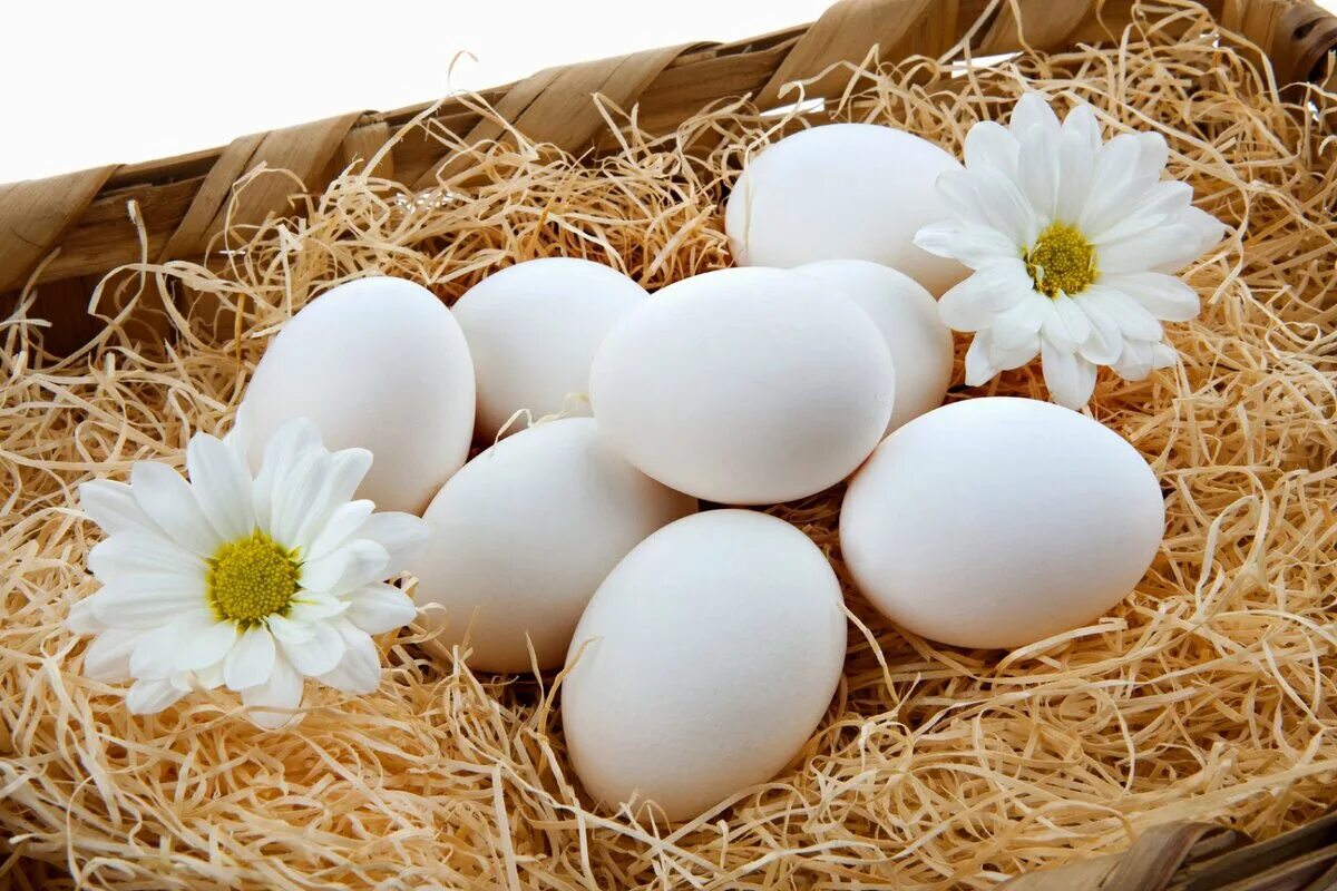 К чему снится собирать много куриных яиц. Яйцо. Яйцо куриное. Яйцо куриное белое. Красивые куриные яйца.