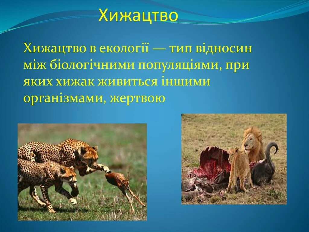 Хищничество это в биологии 11 класс. Примеры хищничества в природе. Хищничество примеры животных. Хищничество презентация.