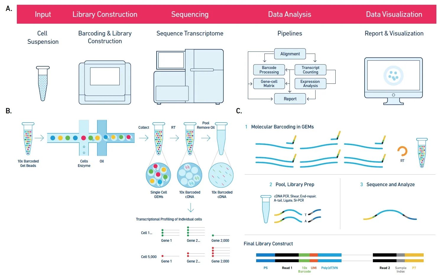 Single Cell Analysis. 10x Genomics. Технион схема. Кулинарное украшение sequencing.