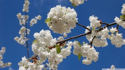 Весенние картинки высокого качества