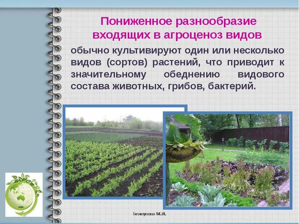 Продуценты агроценоза. Агроценоз презентация. Сообщества экосистемы агроценозы. Презентация агробиоценоз. Растения агроценоза.