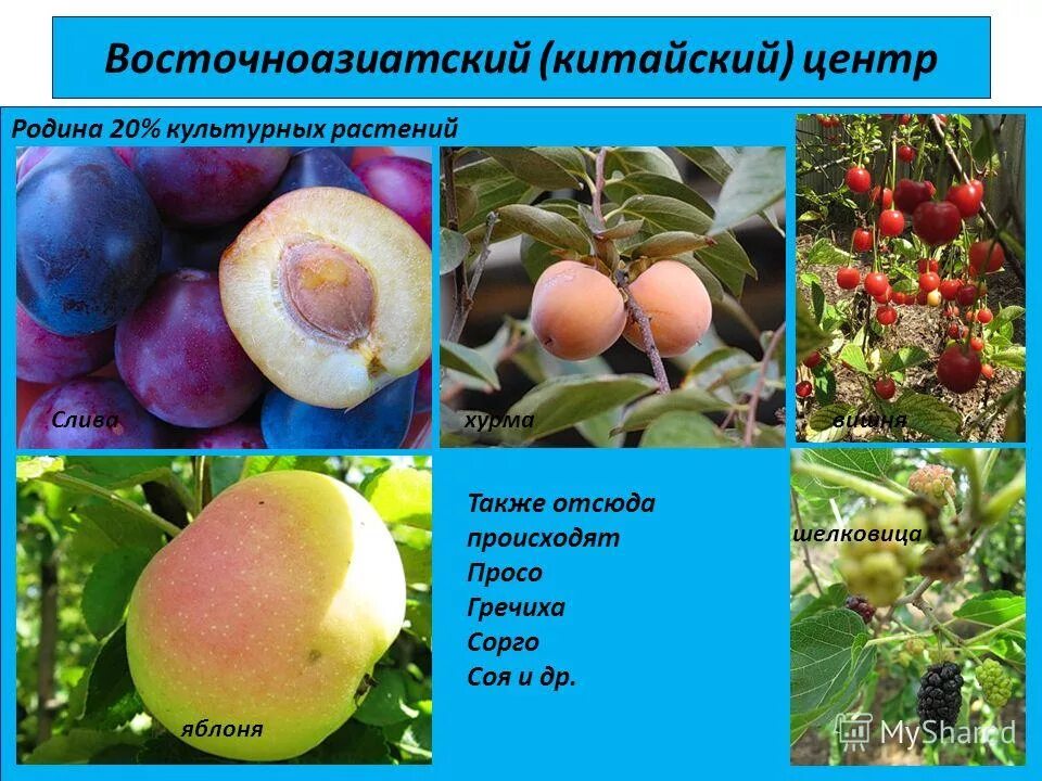 Восточноазиатский центр селекции. Китайский центр происхождения растений. Восточноазиатский центр происхождения культурных растений. Восточно азиатский центр растения. Китайский центр происхождения культурных растений.