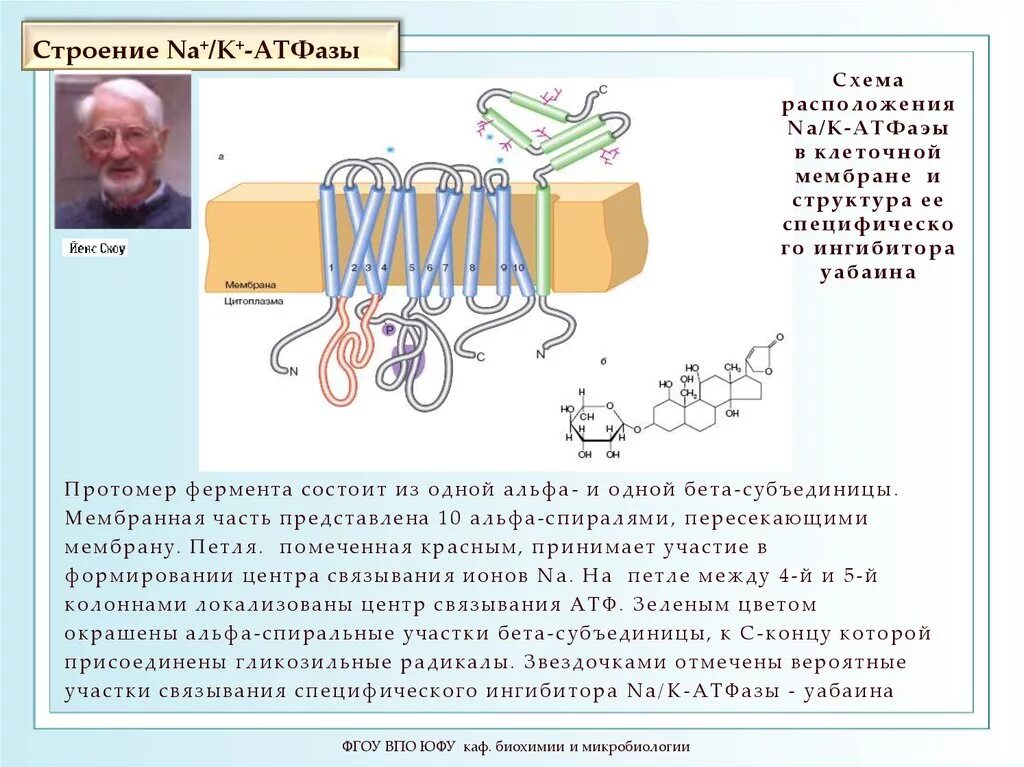 Строение k na АТФАЗЫ. Na k АТФАЗА структура. Ингибитор натрий калиевой АТФАЗЫ. Na k АТФАЗА биохимия.