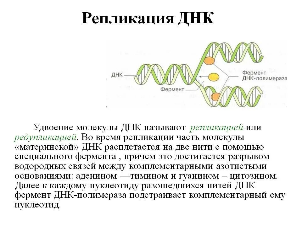 Удвоение нитей днк происходит в. Репликация и редупликация днк. стадии репликации днк таблица. репликация днк биохимия этапы. репликация схема биохимия.