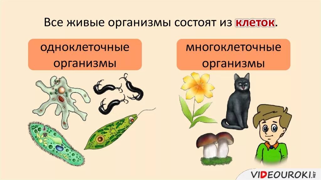 На которой находится необходимый для живых организмов. Живые организмы. Живые организмы состоят из. Организм состоит из клеток. Живые организмы состоят из клеток.