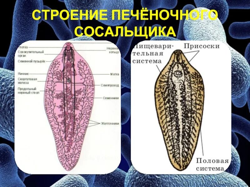 Сосальщик биология 7 класс