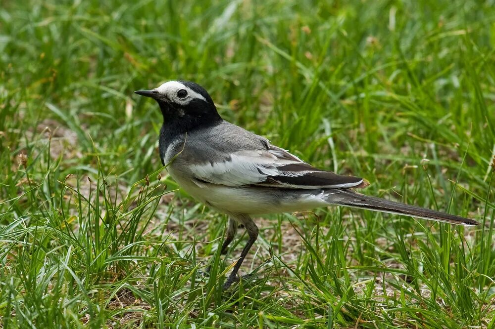 Маленькая птичка похожая на трясогузку. Трясогузка к какой группе животных относится. Белая трясогузка motacilla alba. Белая трясогузка. Трясогузка на лугу.