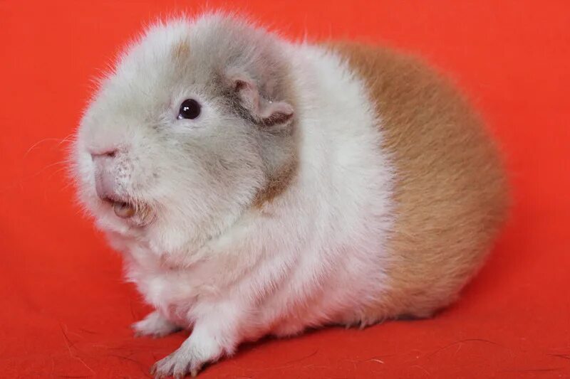 морская свинка американский 1 месяц. морская свинка американский крестед. морская свинка 1 месяц. морские свинка 1 месяц.