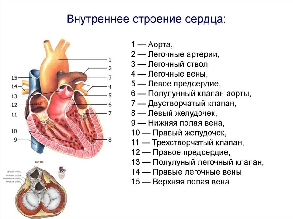 Обозначьте рисунок строение сердца. Внешнее и внутреннее строение сердца. Структуры внутреннего строения сердца. Строение сердца человека схема с описанием. Внутреннее строение сердца схема.