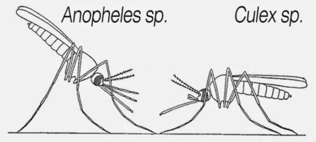 Какое развитие у малярийного комара. Комары рода Anopheles. Внешний вид малярийного комара и обыкновенного комара. Самки комаров рода Anopheles. Отличие комаров рода Anopheles.