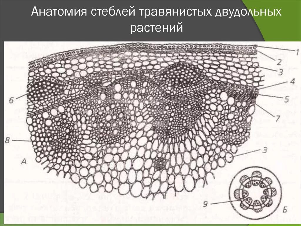 Анатомическое строение стебля травянистых растений. Поперечный срез стебля травянистого двудольного растения. Анатомическое строение стебля двудольного травянистого растения. Поперечный срез листа кирказона. Стебель подсолнечника поперечный срез.