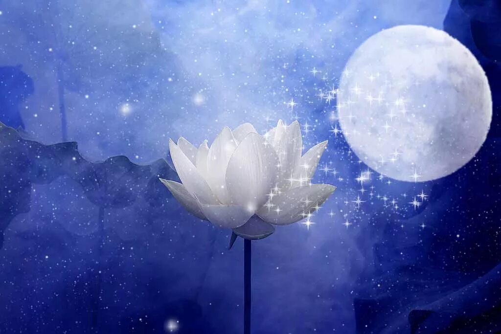 27 апреля лунный день. Белый Лотос. Лотос сине белый. Лунный цветок Лотос. Белоснежный Лотос.