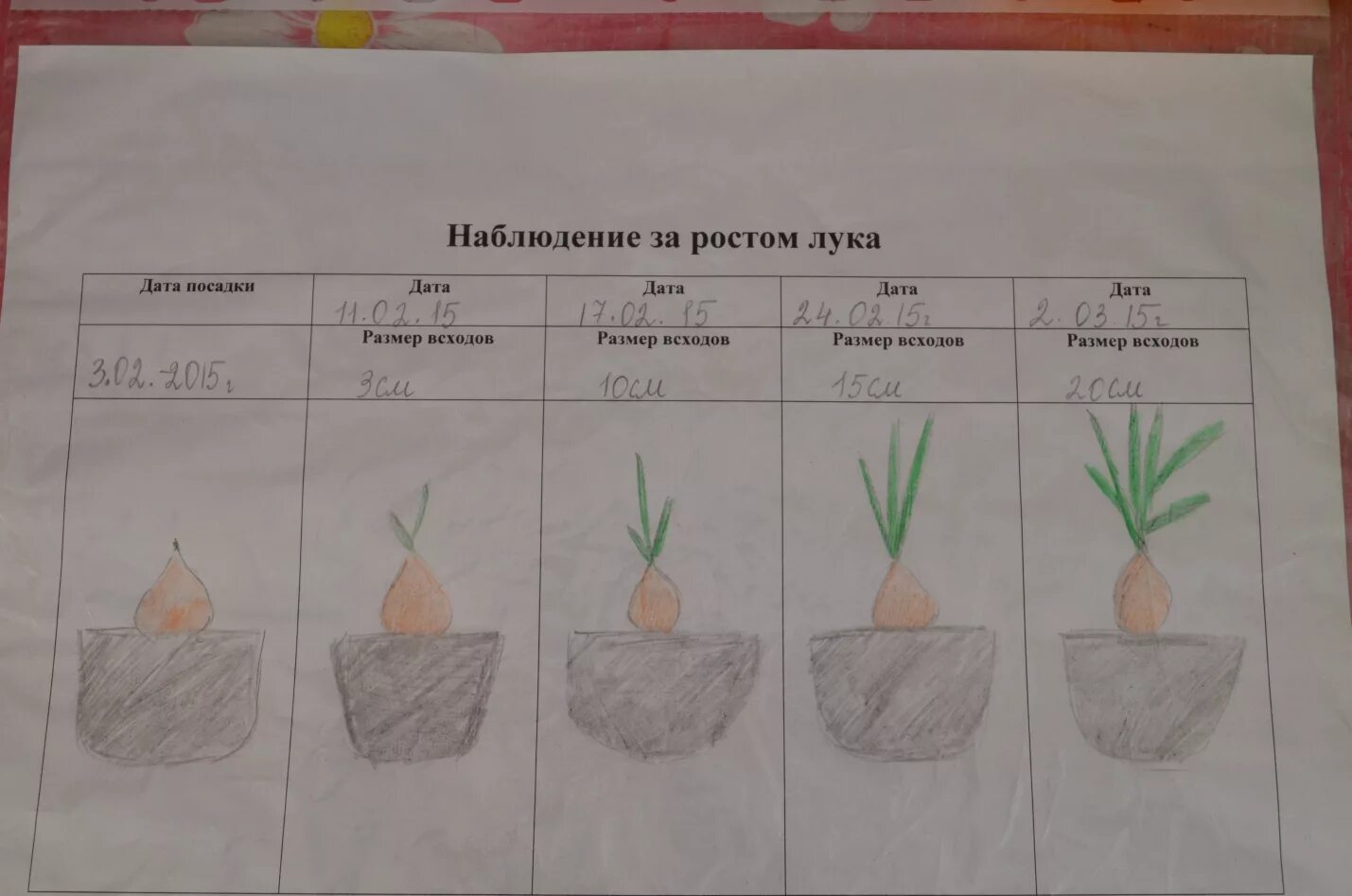 Дневник наблюдений за луком в детском саду