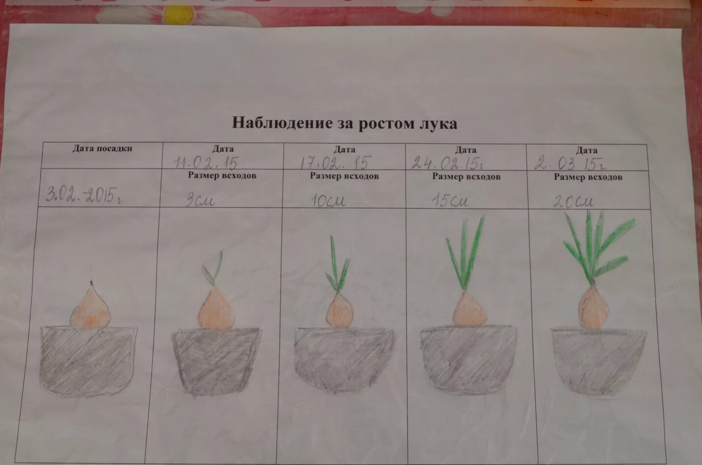 Наблюдение за ростом и развитием фасоли