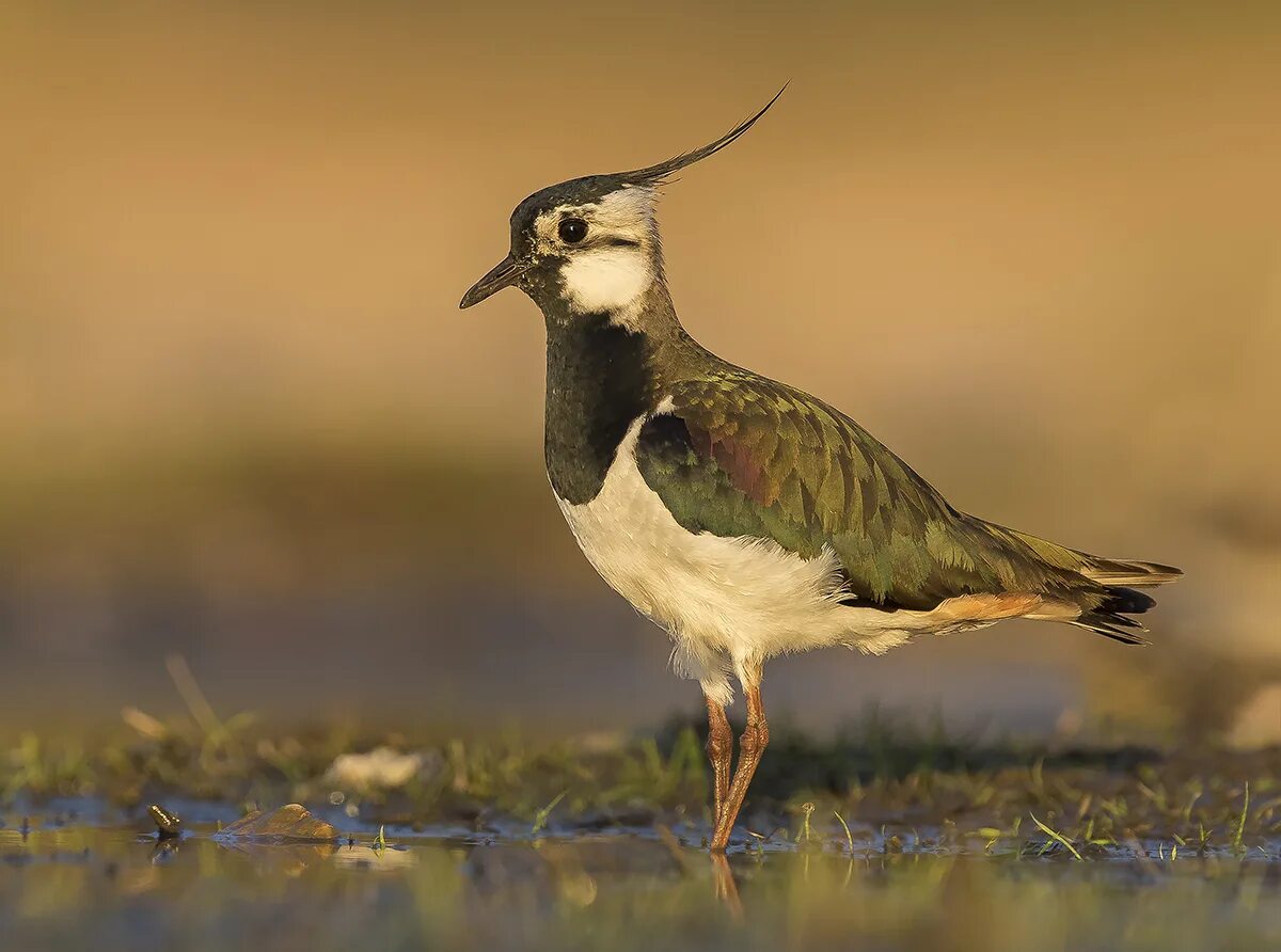 Чибис Vanellus Vanellus. Чибис пигалица птица. Полевой Чибис. Чибис Луговой.