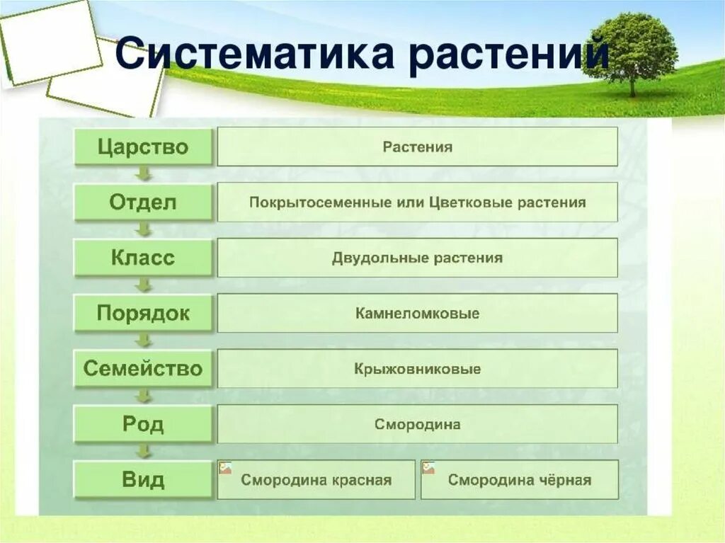 Систематика растений примеры. Систематика царства растений биология 5 класс. Биология 6 кл. Систематика царства растений. Систематика царства растений биология 6 класс. Систематические группы схема