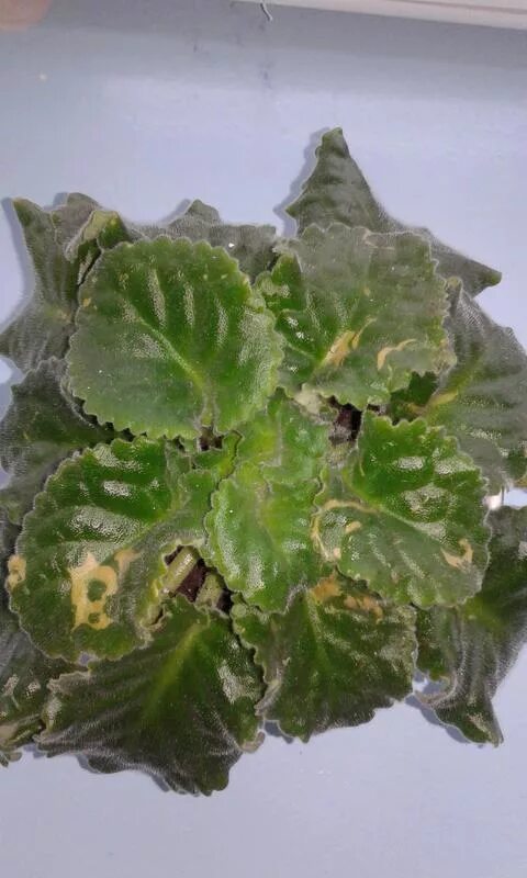 мучнистая роса на фиалках. вирус бронзовости у фиалок. белые полоски на листьях фиалки. узамбарская фиалка болезни листьев. коричневые пятна на фиалках.