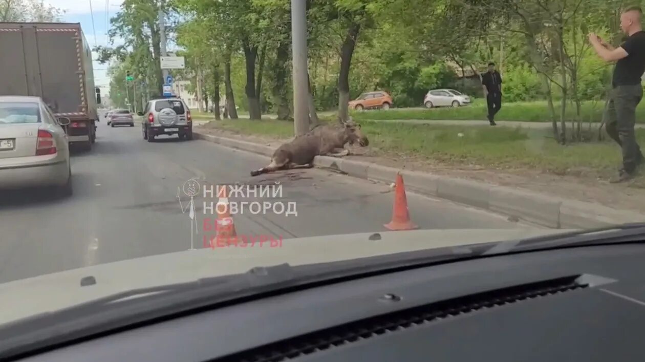 Сбили лося в Нижнем Новгороде.