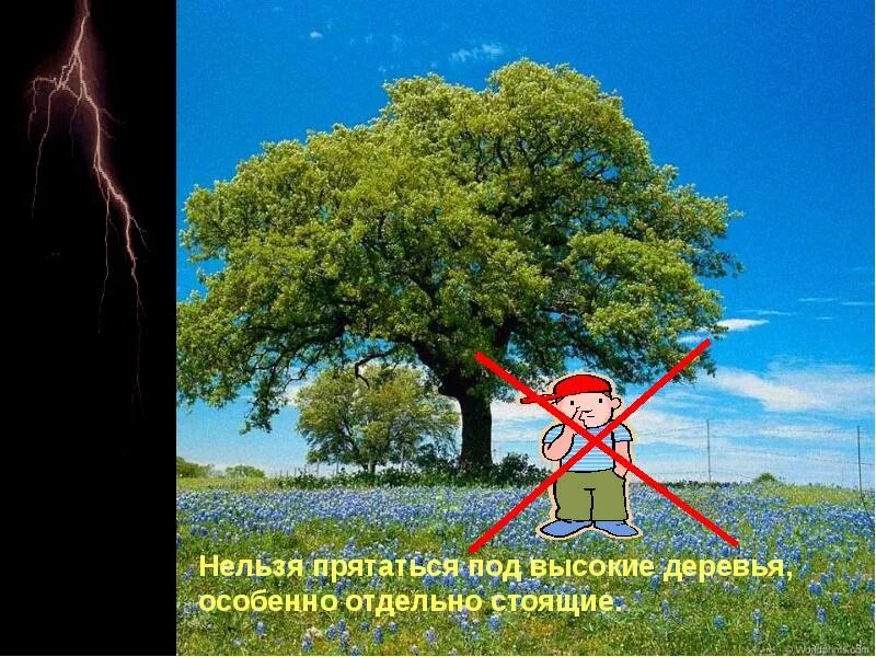 Под деревьями во время грозы. Нельзя прятаться под. нельзя прятаться под высокими деревьями. нельзя прятаться во время грозы под высокие деревья. нельзя прятаться под деревом в грозу.