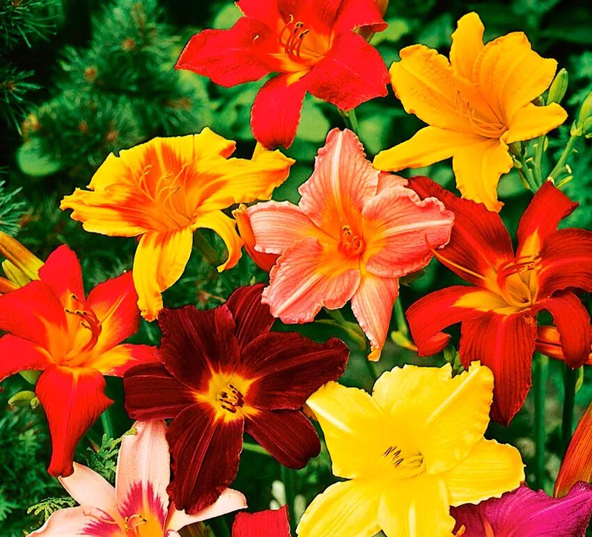 Хемерокалис цветок фото и описание выращивание. Цветы многолетники лилейник. Хемерокаллис лилейники посадка. Лилейник микс. Лилейник многолетнее растение.