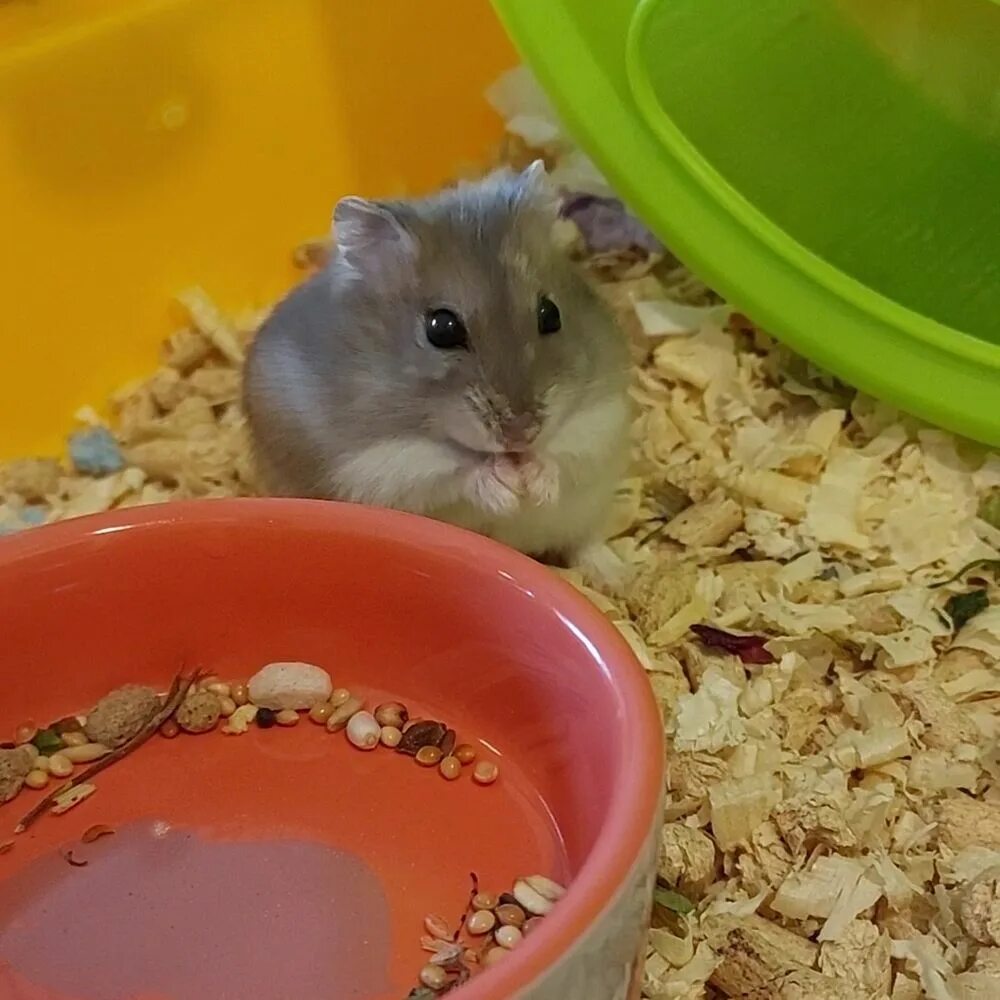 Комбо зомяк 1.07