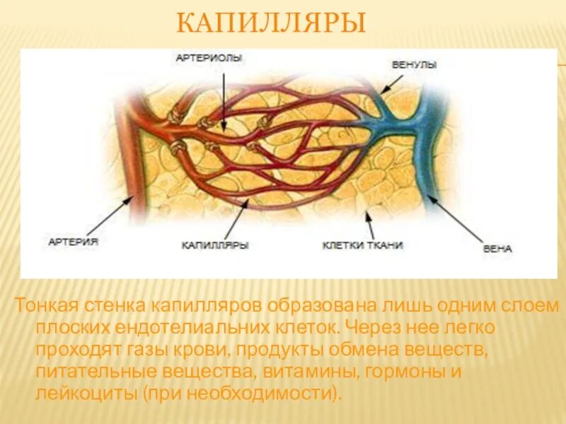 Стенка капилляра. Слои капилляров. Капеляры