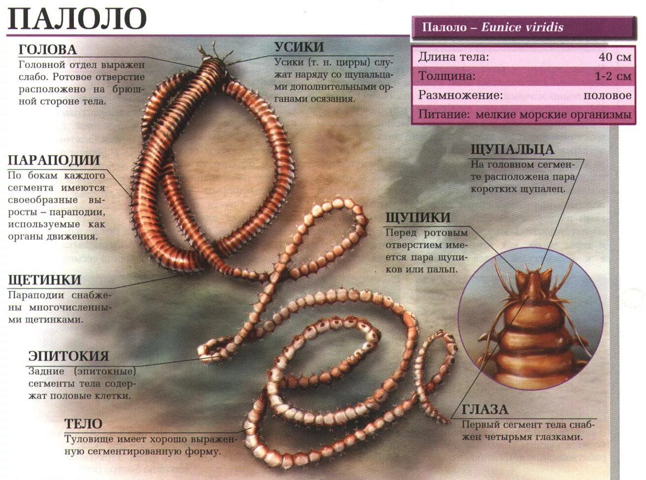 эпитокия это. многощетинковые кольчатые черви. бесполое размножение полихет.