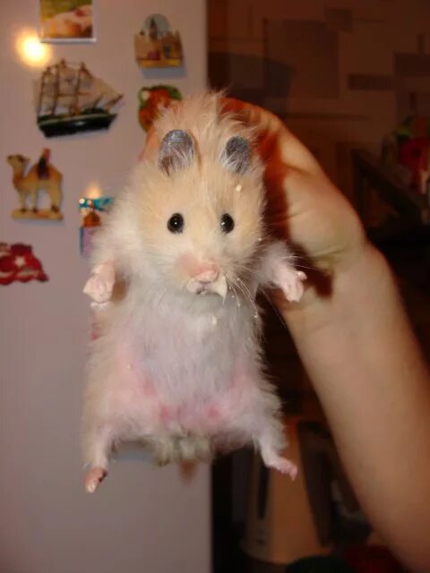 Как выглядит хомяк 5 месяцев munch* Animals, Pets, Eat