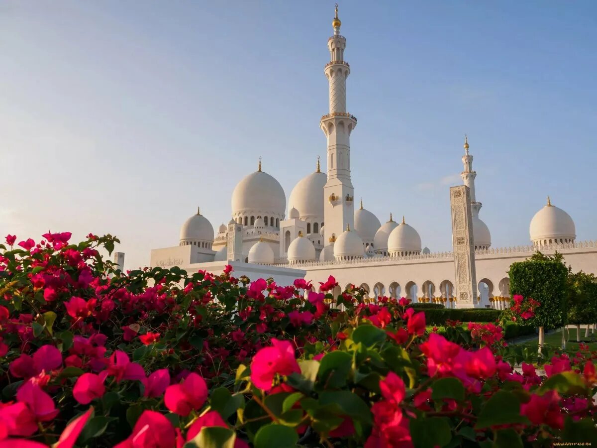 Абу Даби мечеть цветы. Мечеть шейха Зайда Абу-Даби. Абу-Даби мечеть шейха Зайеда. Сад в Абу Даби.