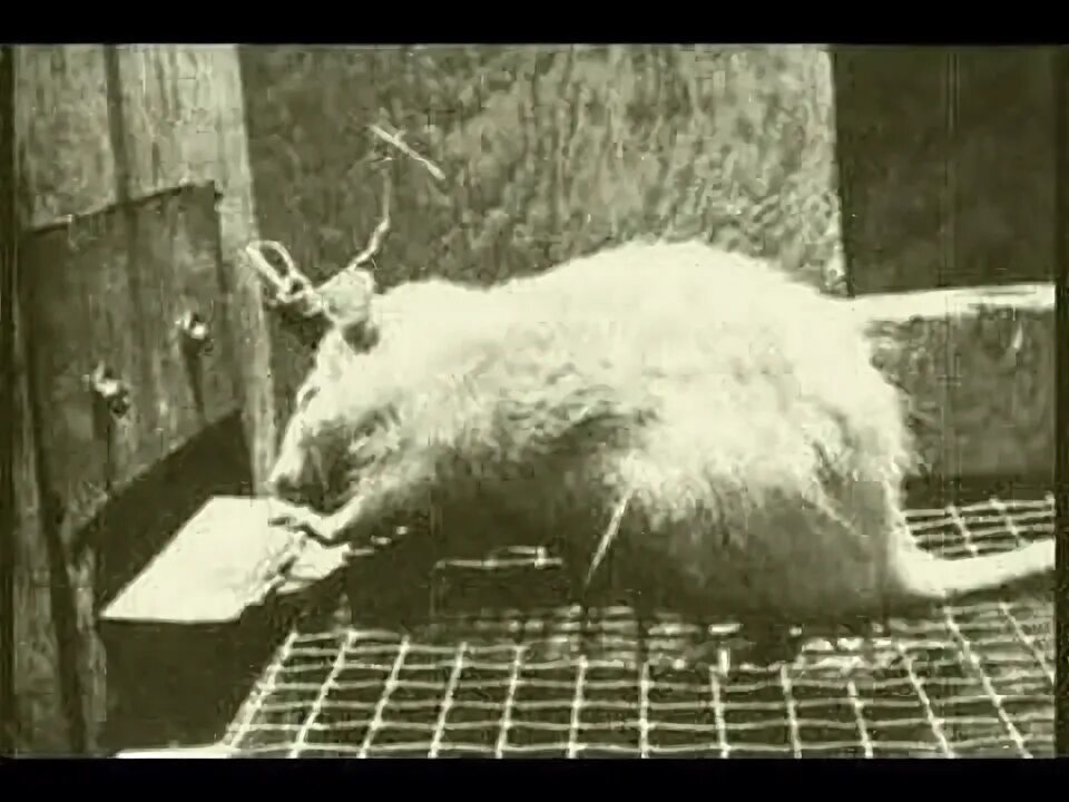 Лунин и мыши. Толмен эксперимент с крысами в лабиринте. Толмен крысы Лабиринт. Экспериментальные крысы.