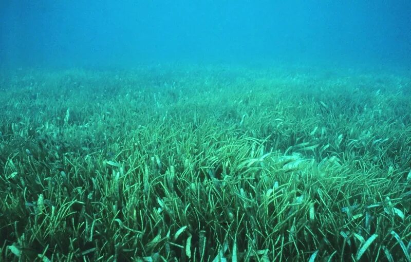Snorkeling locations in the Bahamas - The Golden Scope