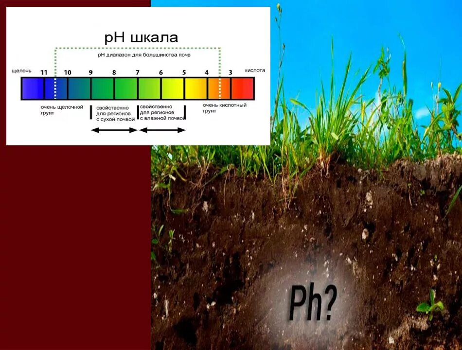 Кислотность грунта почвы. Кислотность почвы. Кислотная почва. Закисление почвы. Щелочная почва.
