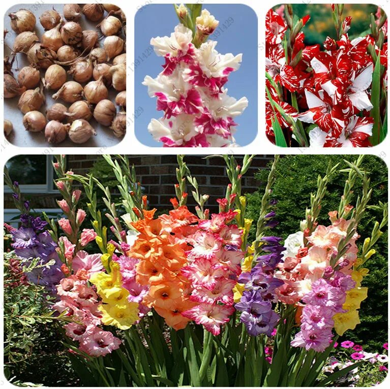 клубни луковицы гладиолуса. гладиолусы в палисаднике. абиссинский гладиолус. как вырасти гладиолусы. гладиолус азурро.