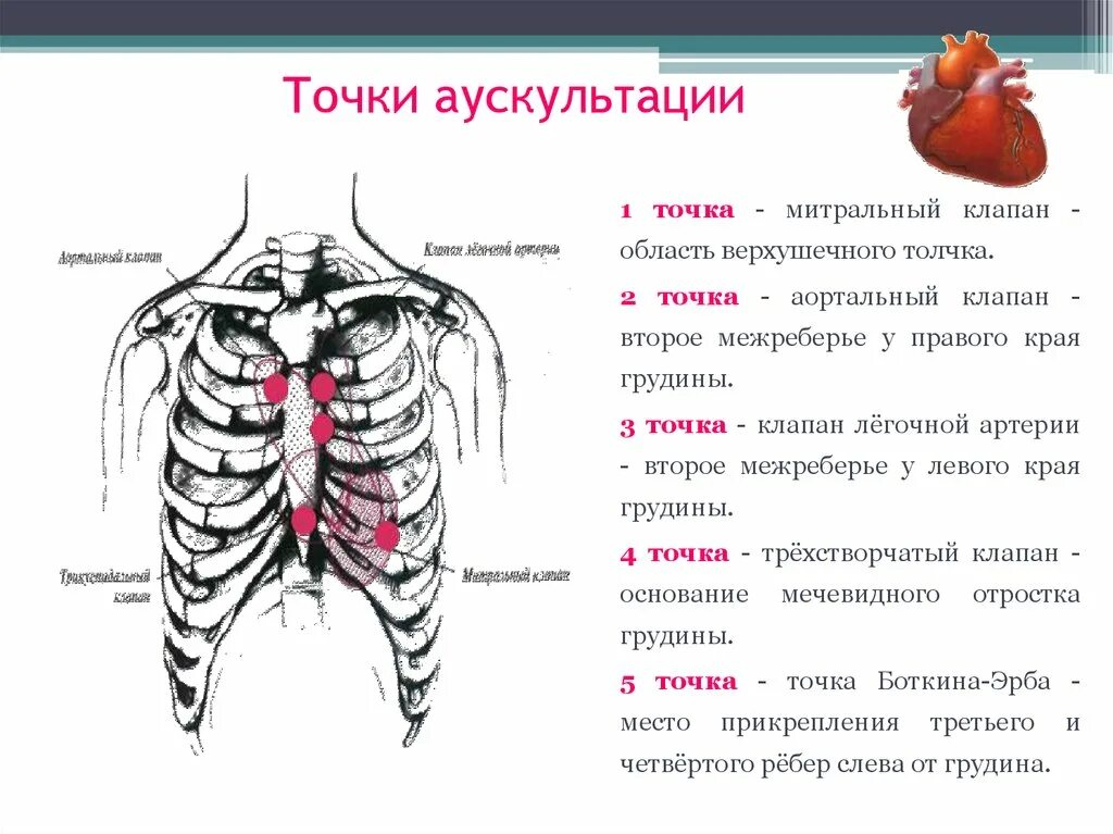 Точки аускультации сердца анатомия. Аускультация сердца при патологии. Аускультация трехстворчатого клапана. Клапаны сердца на грудной клетке