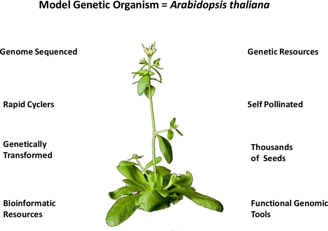 Резушка таля (arabidopsis thaliana). Арабидопсис растение. Представим что arabidopsis основной модельный растительный объект. Гаплоидия это в генетике. Арабидопсис.
