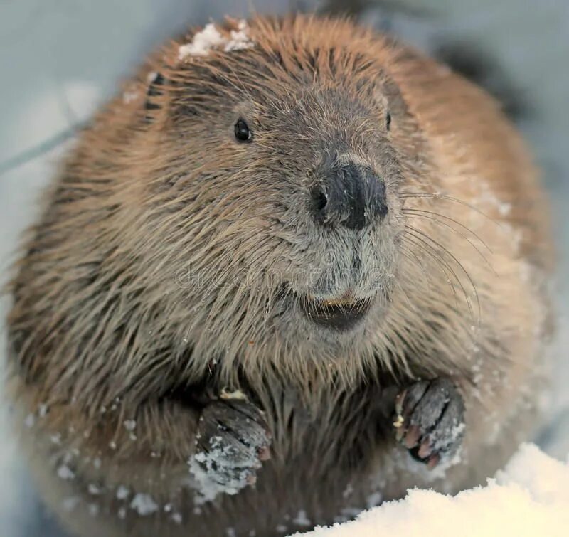 Бобр ценный мех. Канадский бобр (castor canadensis). карликовый бобр. бобры фото.