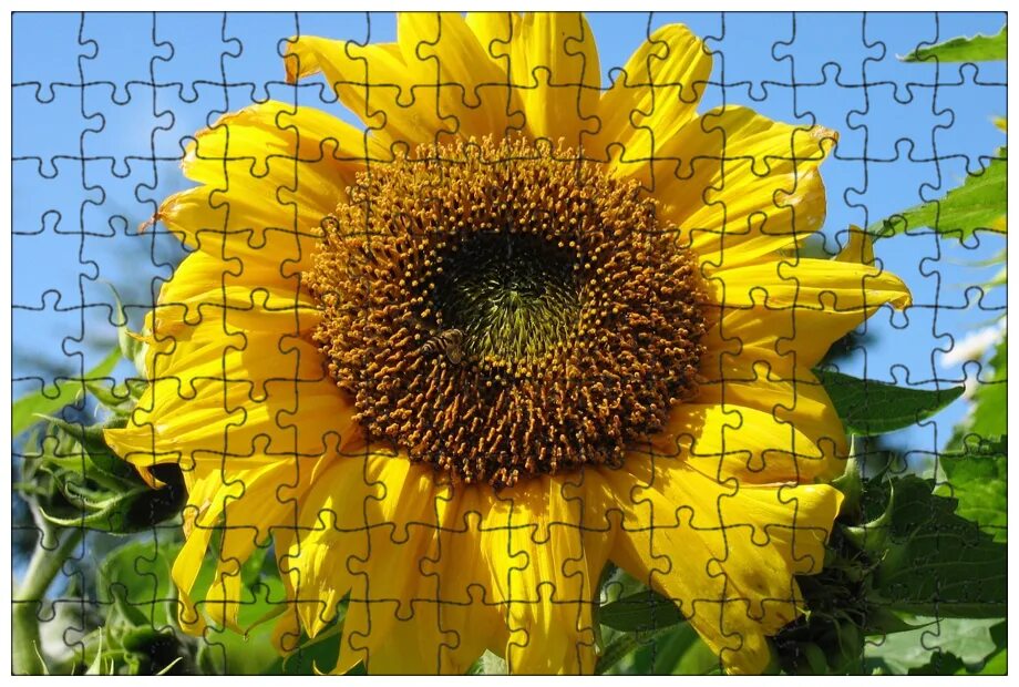 Подсолнух. Подсолнечник однолетний "дистинто". Подсолнух цветковое. Плод подсолнуха. Сайт подсолнух.