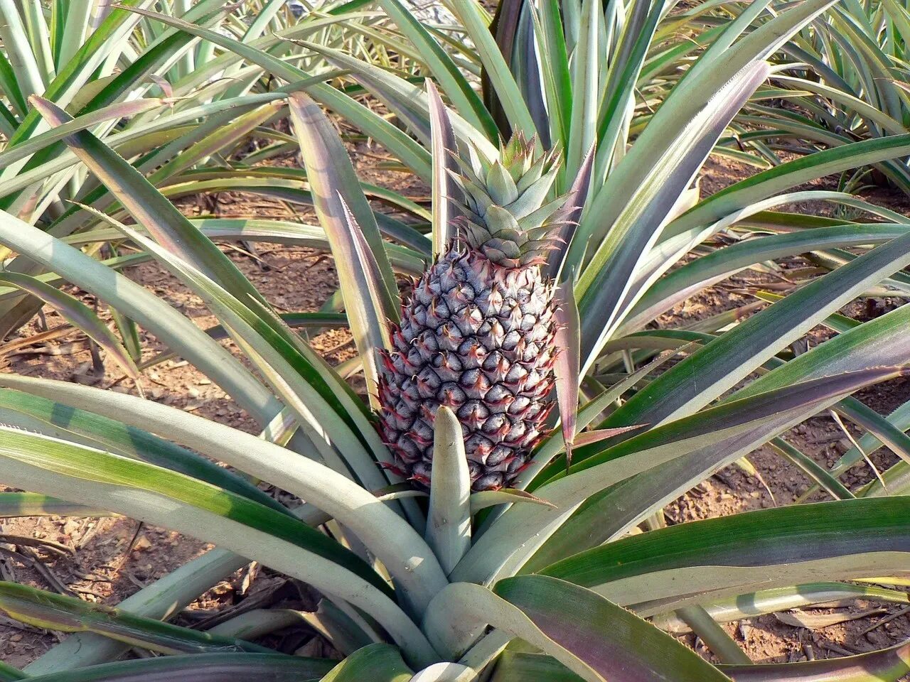 Агава плод. Агава ананас. Голубая Агава плод. Агава Agave Nana.