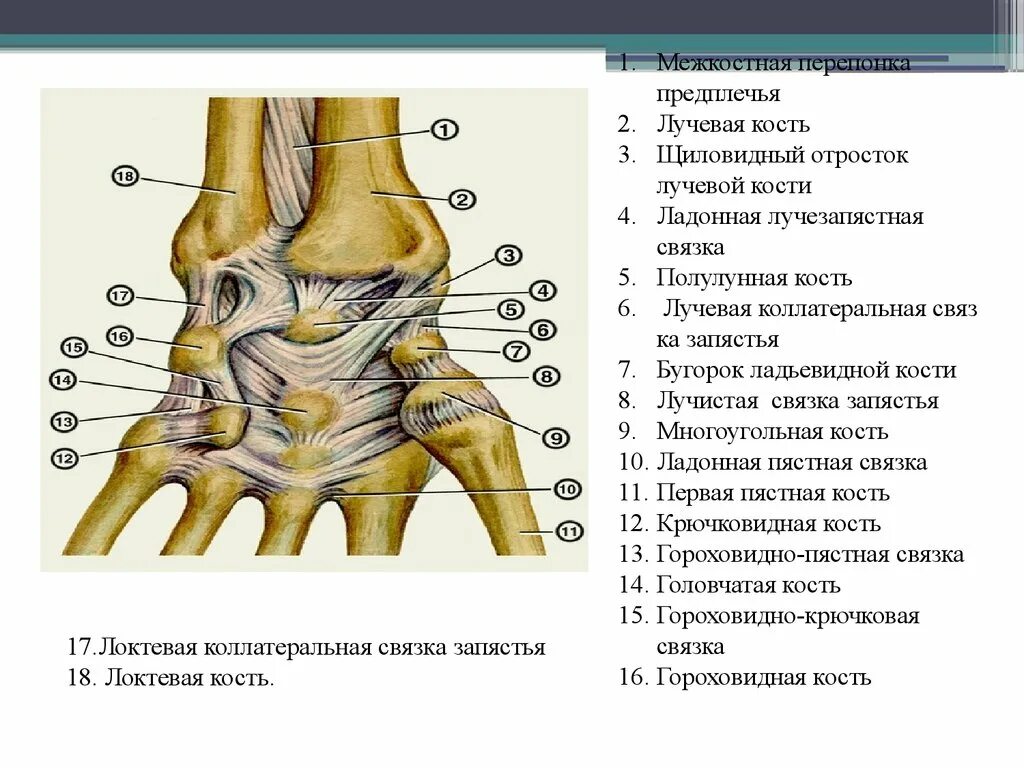 Лучевая коллатеральная связка з. Крючковидная кость кисти анатомия. Связки лучезапястного сустава анатомия. Кости кисти лучезапястный сустав. Болят лучевые кости почему