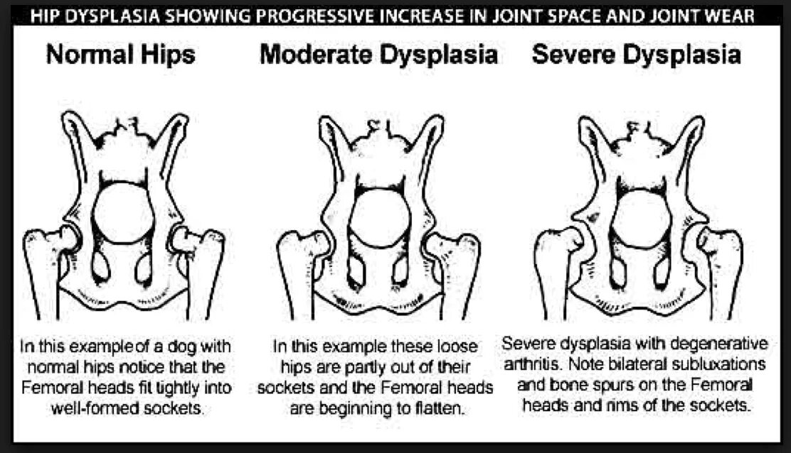 Дисплазия суставов у собак лечение. Дисплазия тазобедренных суставов у собак. Степени дисплазии тазобедренных суставов у собак. Степени дисплазии тазобедренных суставов.