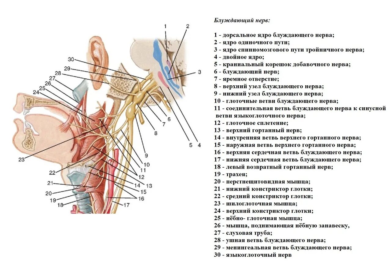 Освобождение нерва латынь. Блуждающий нерв головной отдел. Ветви блуждающего нерва функции. Корешок блуждающего нерва. Ветви шейного отдела блуждающего нерва.