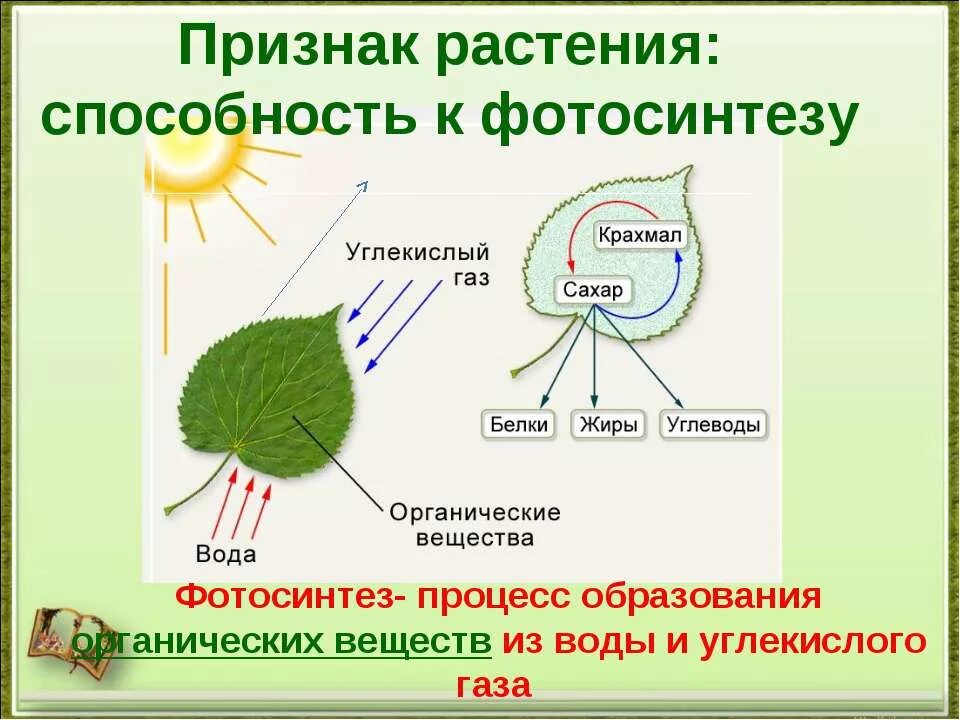 Влияние какого условия на процесс фотосинтеза. Как происходит фотосинтез у растений. Фотосинтез листа схема. Образование органических веществ на свету в процессе фотосинтеза. Схема фотосинтеза у растений.