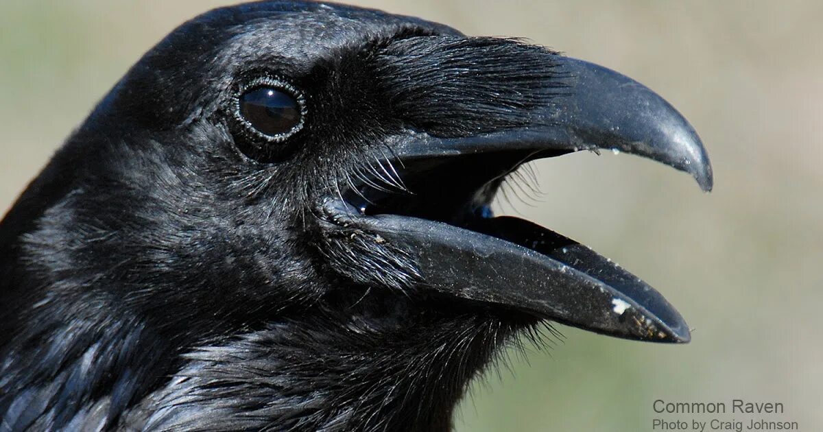 Crow не работает. Crow raven разница. raven vs crow. черные птицы новой зеландии. черная птица актеры.