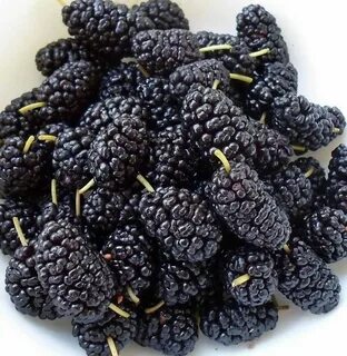 Mulberry перевод