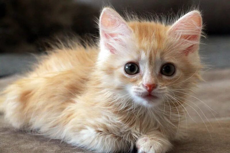 Котенок Рыжик. Котенок Лапушка Рыжик. Рыжие-Беленький котенок. Милашки котики рыжики. Кошка рыжик