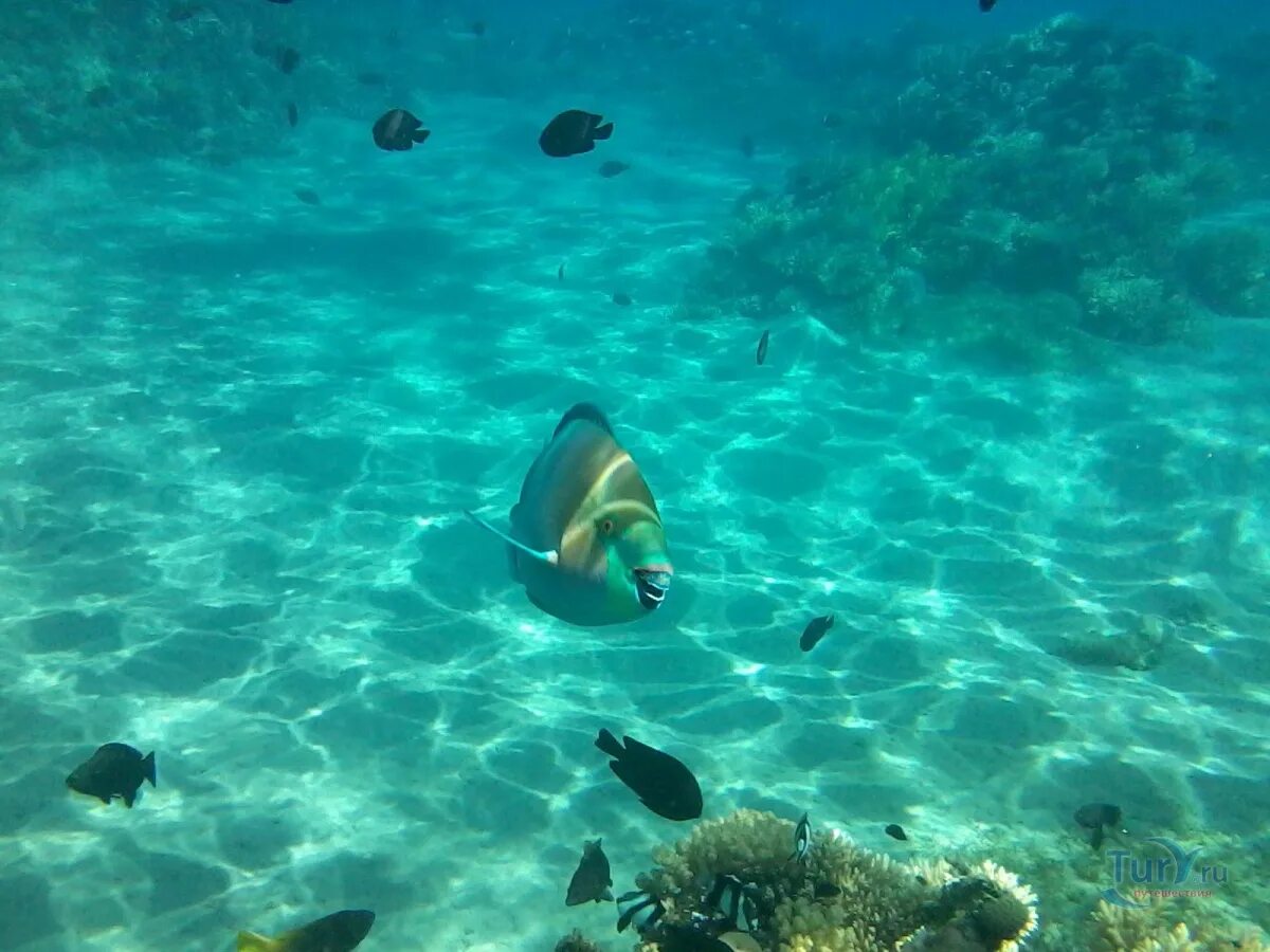 Хургада море под водой. Египет море фото под водой.