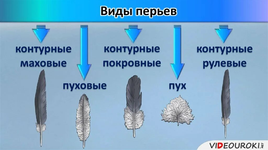 Строение покровного пера птицы. Внешнее строение пера птицы 7 класс биология. Функции перьев у птиц биология 7 класс. Типы перьев птиц биология 7 класс. Значение пухового пера