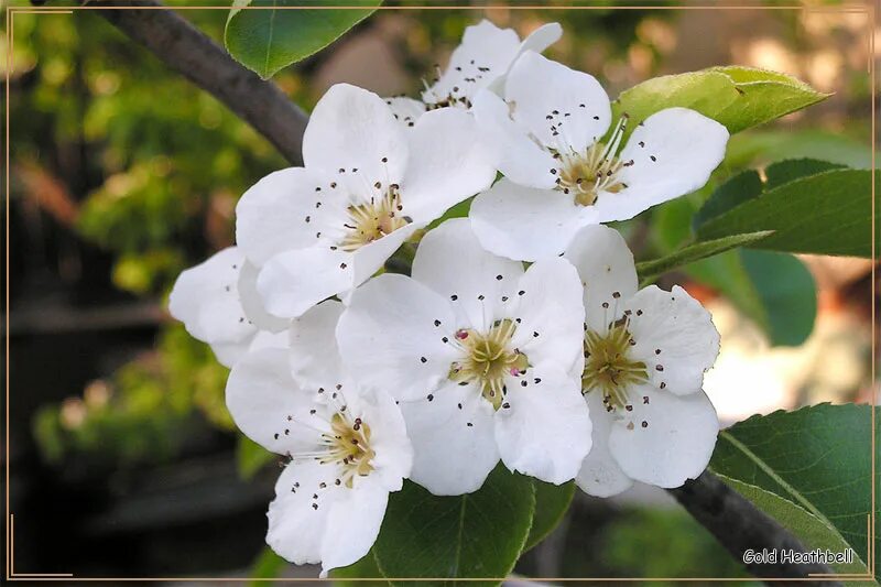 цветение груши. вишня дерево. груша дерево цветение. цветущая груша фото. цветущая груша фото.